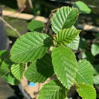 Betula megrelica 